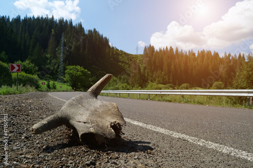 Cow skull lies on the road photo