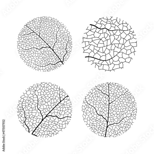 Leaf vein vector texture isolated transparent autumn black detail botanical vein leaf organic