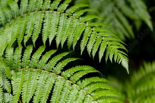 Bent fronds of a tropic giant fern plant in a garden on Madeira island Portgugal. Green fronds with many small leaves forming a dynamic ornamental natural background pattern structure.