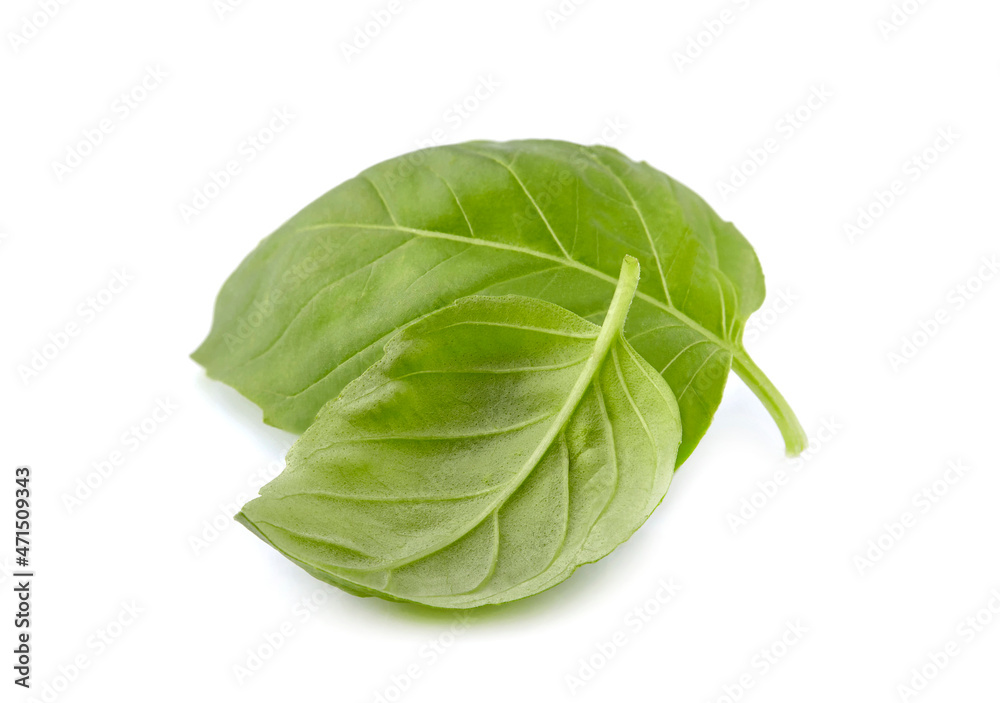 Fresh Basil leaves in closeup on white background Fresh Basil leaves in closeup on white background