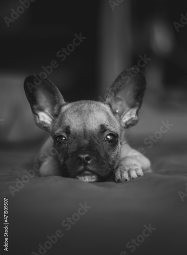 black and white puppy