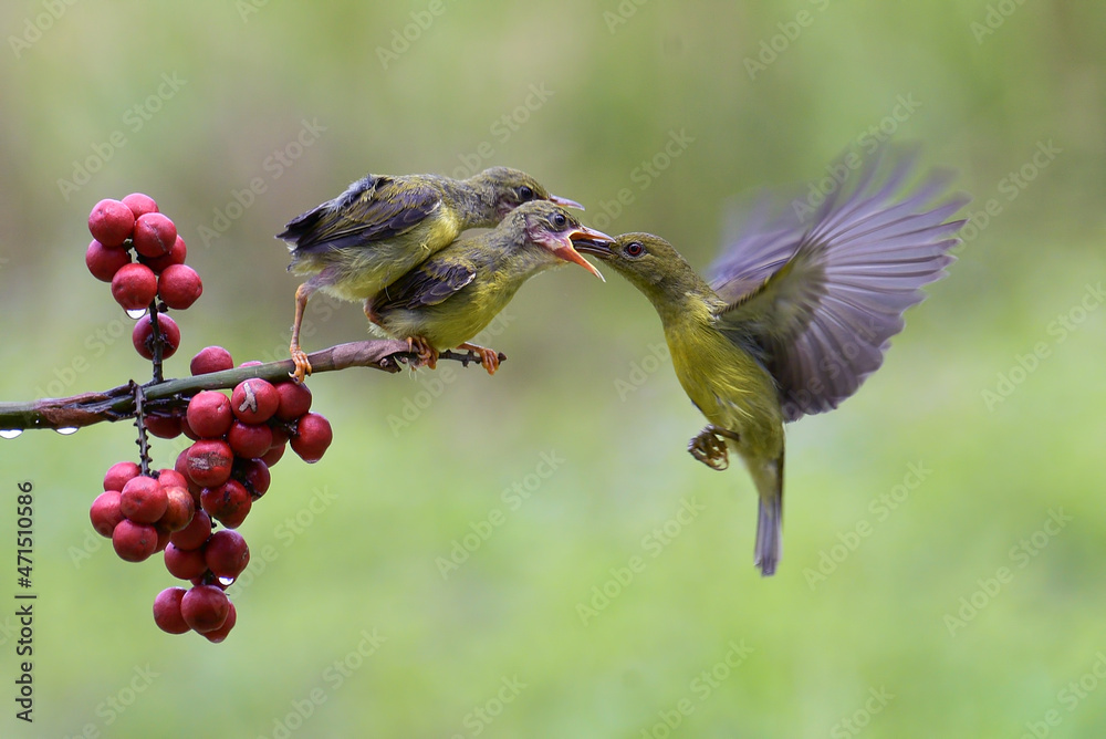 Fototapeta premium Olive-backed sunbird feed their young 