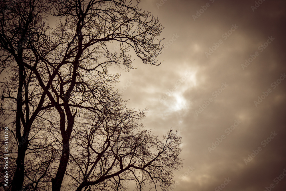 Obraz premium bare tree branches in gloomy winter evening sunset