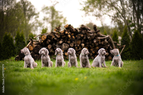 Weimaraner puppies sitting on the grass in the garden. 