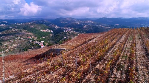 Aerial view of the vineyard in autumn season. Cloudy weather. Flying over the vineyard