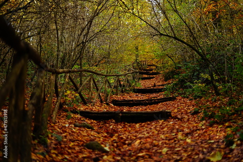 Stairway in the beechwood of Soriano nel Cimino in an fall day, 