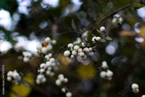 Wild snowberry bush closeup