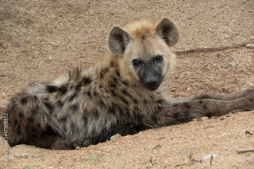 Close up of spotted hyena cub lying on the ground just outside it's den. Location: Kruger National Park, South Africa.