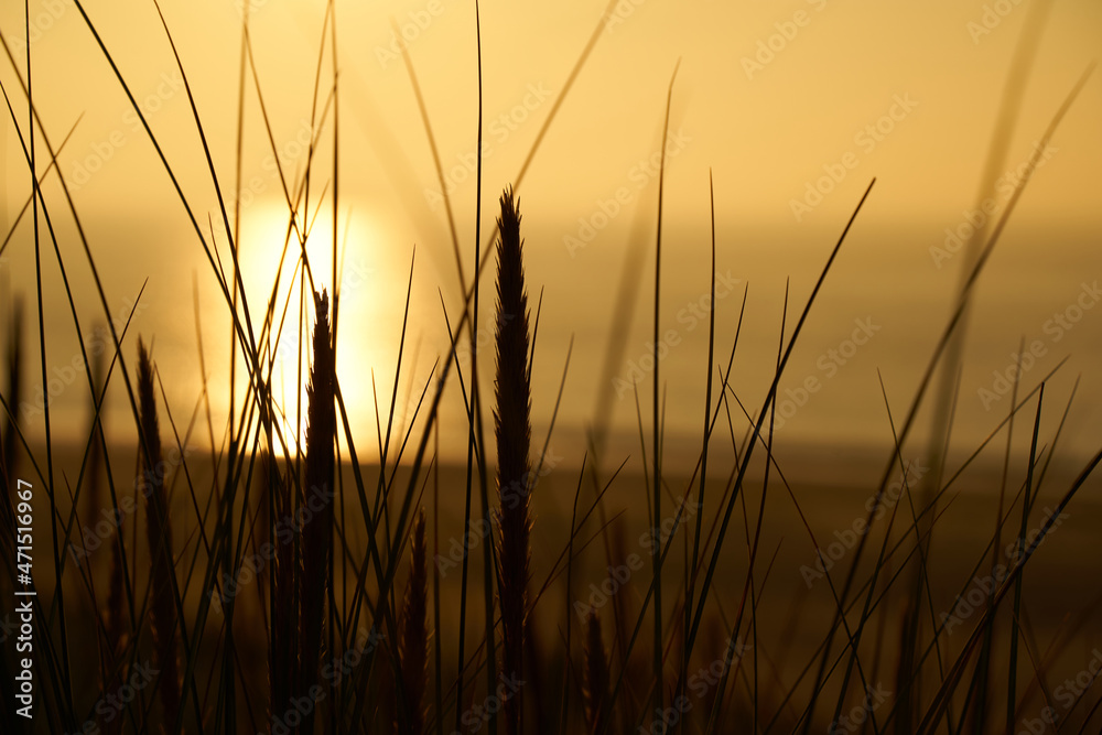 Sunset on the beach. Simple blades of grass silhouette in foreground. Sun shines orange over the sea. Sunset on the beach. Simple blades of grass silhouette in foreground. Sun shines orange over the sea.