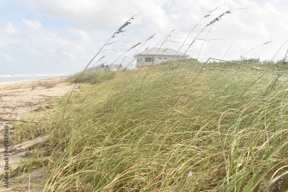 Obraz premium grass on the seas shore