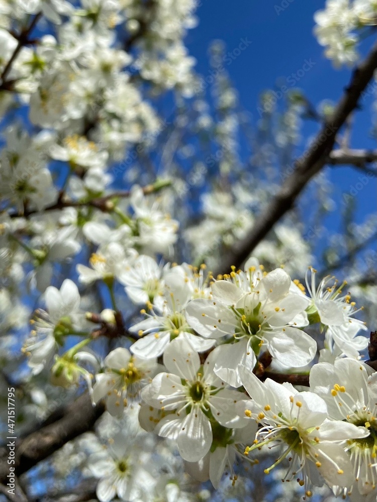 spring blooming garden
spring blooming garden