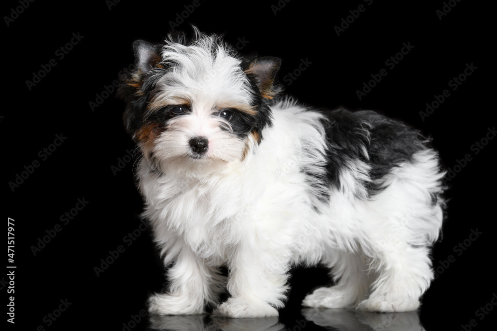 cute biewer yorkshire terrier puppy posing on black background