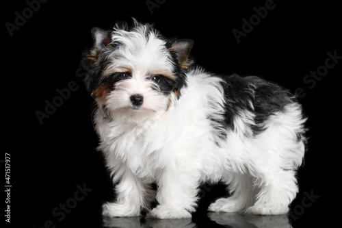 cute biewer yorkshire terrier puppy posing on black background