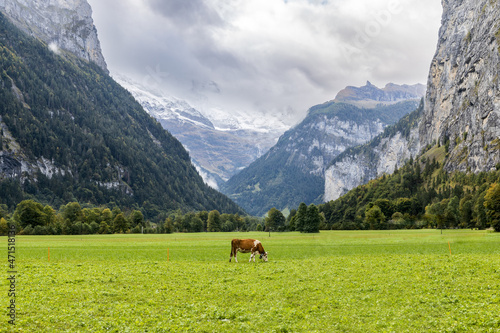 a single cow grazing in a green pasture in the Lauterbrunnen Valley in the swiss alps Switzerland before producing the milk to make swiss cheese. © Donald Blodger