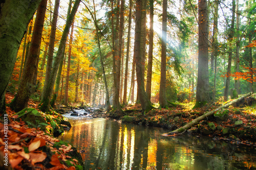 Fototapeta Naklejka Na Ścianę i Meble -  View of flowing river in autumn forest in the Czech Republic, sunbeams between trees