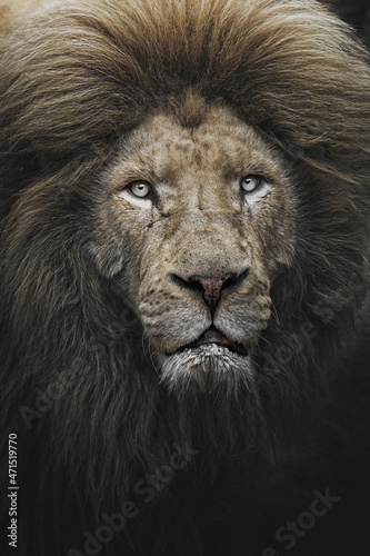 White lion (Panthera leo krugeri) portrait, looking straight at the camera © Tomas Hejlek