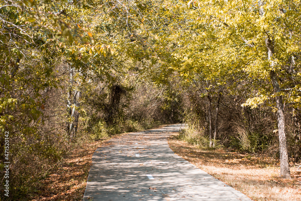 Fototapeta premium path in the park 