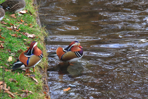 Mandarinente im Herbst