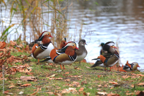Mandarinente im Herbst