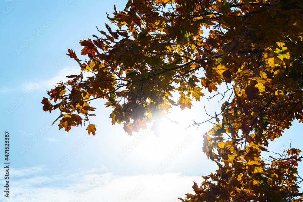 The sky with the tops of trees. View up from ground level. Beautiful nature. Mixed forest. Blue sky with sun and clouds. Russia, Europe.