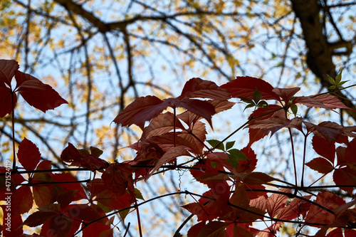 Autumn leaves against the sky background