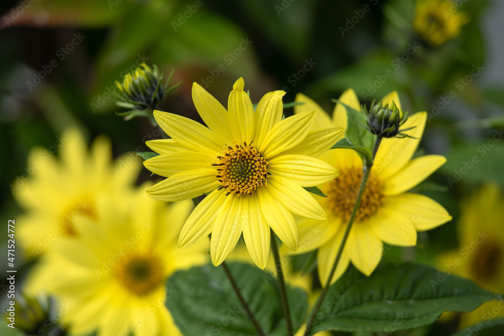Closeup of flowers of Helianthus 'Lemon Queen' in late summer in garden Closeup of flowers of Helianthus 'Lemon Queen' in late summer in garden
