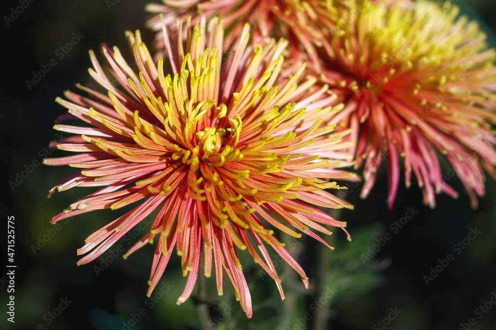 Red-yellow chrysanthemum close-up on a blurry background with a copy of the space, macro. Beautiful bright chrysanthemums bloom in autumn in the garden. Red-yellow chrysanthemum close-up on a blurry background with a copy of the space, macro. Beautiful bright chrysanthemums bloom in autumn in the garden.