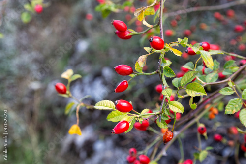 Red fruits of Sweet Briar, Rosa rubiginosa