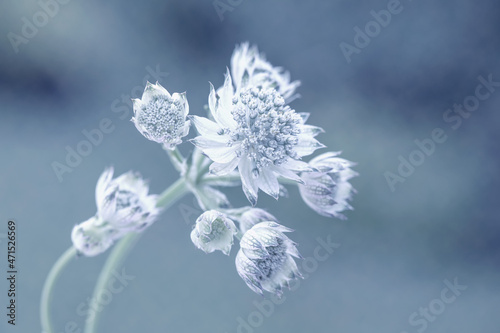 Kwiat Astrantia