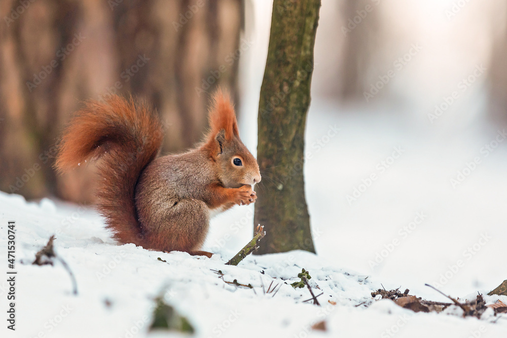 small Eurasian red squirrel (Sciurus vulgaris) in the winter forest he has something to eat small Eurasian red squirrel (Sciurus vulgaris) in the winter forest he has something to eat