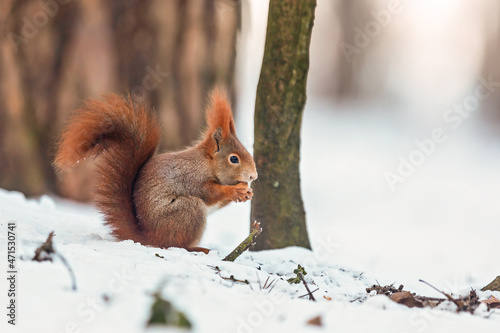 small Eurasian red squirrel (Sciurus vulgaris) in the winter forest he has something to eat © michal