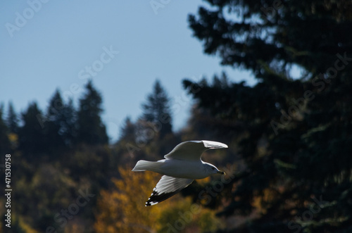 A Ring Billed Gull in Flight