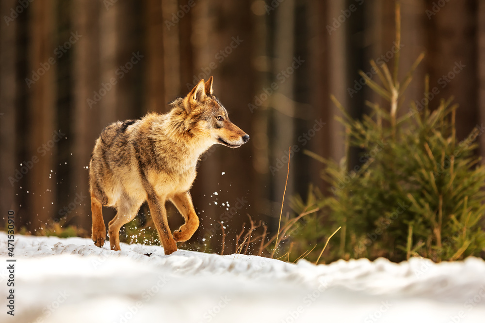 Fototapeta premium Eurasian wolf (Canis lupus lupus) running on the old path through the snow around the forest