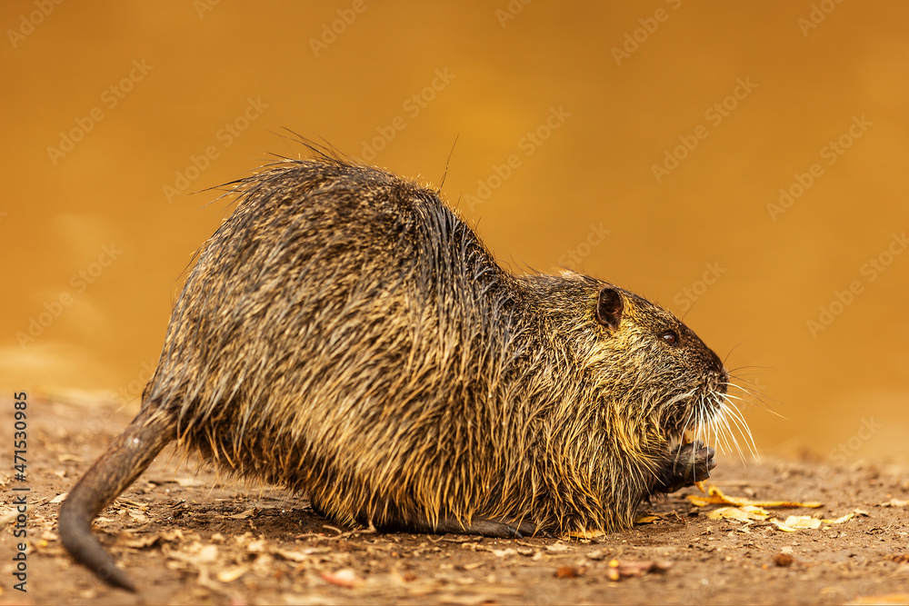 muskrat (Ondatra zibethicus) on the river bank munching vegetables