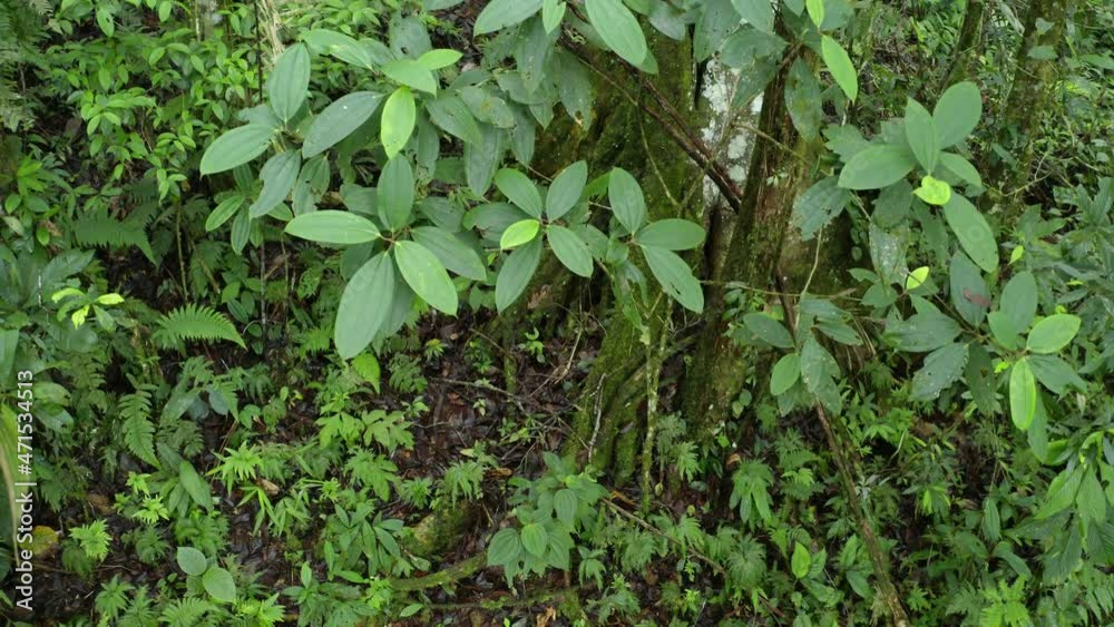 Moving towards a tropical tree with large roots, typical for trees in the rainforest Moving towards a tropical tree with large roots, typical for trees in the rainforest