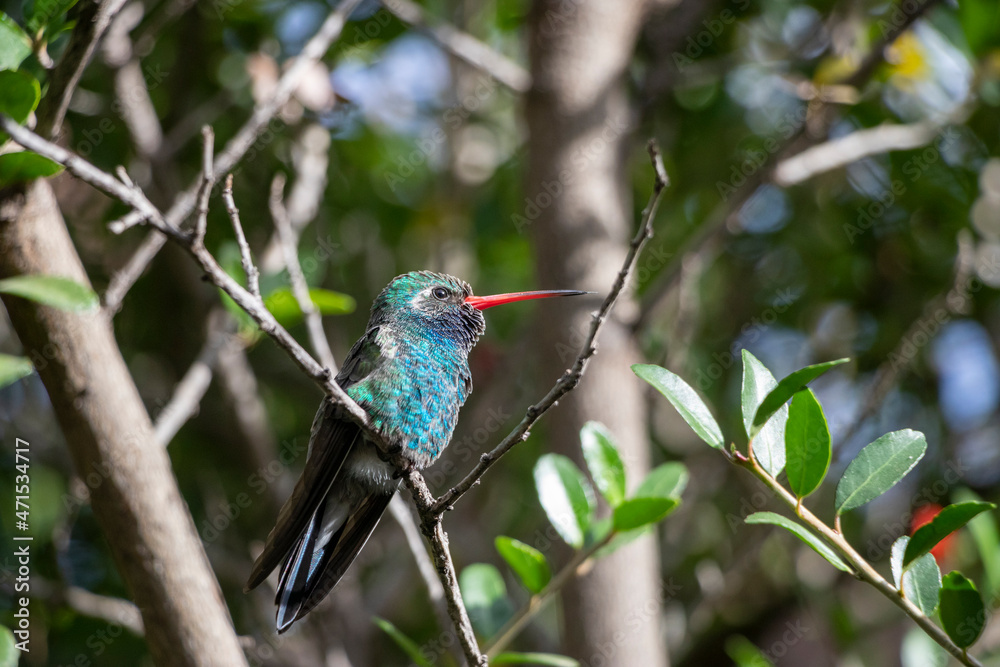 Fototapeta premium hummingbird in arizona