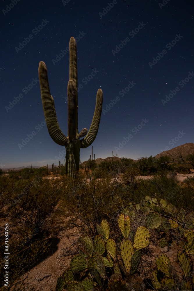 saguaro cactus at night under a full moon with stars