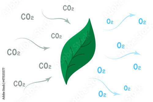 One of the stages of photosynthesis is the conversion of carbon dioxide into oxygen. Simple flat vector illustration