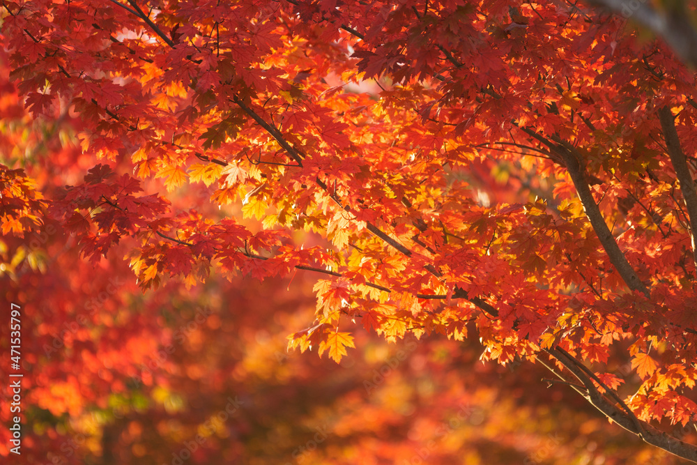 Red and golden autumn leaves