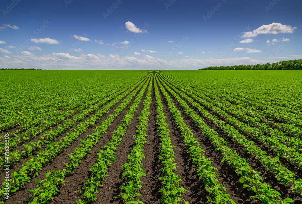 Soybean field ripening at spring season, agricultural landscape