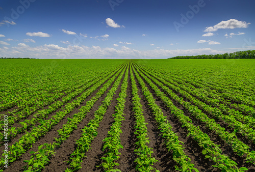 фотографія Soybean field ripening at spring season, agricultural landscape