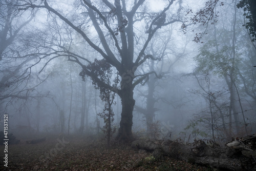 Mystischer Wald mit Eichen