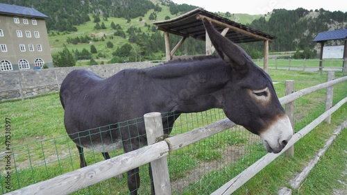 donkey or Equus africanus asinus looking over a fence photo