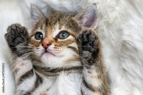 Little lovely kitten wrapped in a warm white carpet and play his paws. Close-up portrait