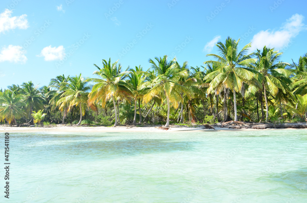 Summer nature scene. Tropical beach with palm trees