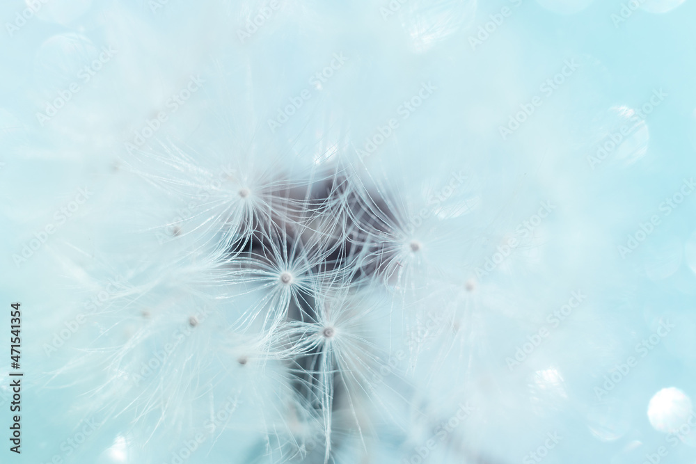 Fototapeta premium Abstract floral background with parachutes of dandelion macro close-up. Soft focus. Dreamy bokeh on blue backdrop