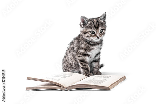 Cute little kitten with a book on white background. with copy space.