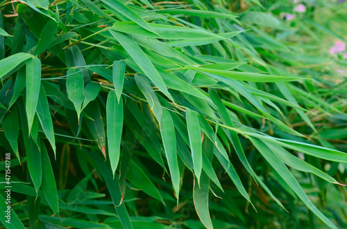 bamboo background, decorative bamboo, green bamboo