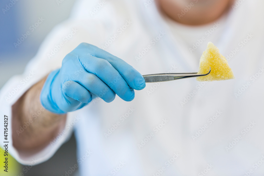 Hands working with terpene CBD crystals in laboratory with tweezers Hands working with terpene CBD crystals in laboratory with tweezers