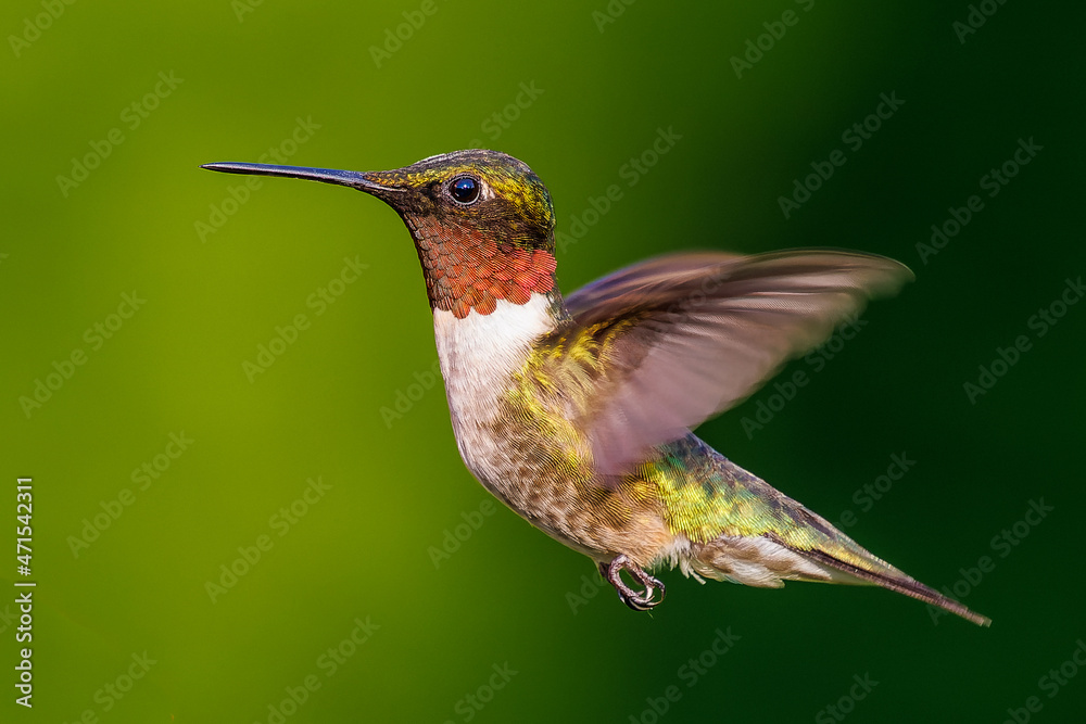 Fototapeta premium Ruby-throated Hummingbird